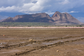 Flamingo group at Nakuru Lake Kenya
