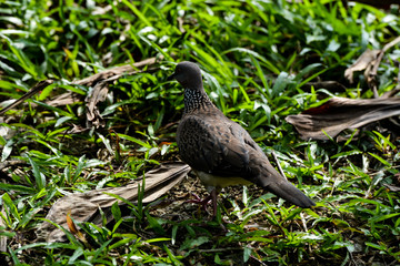 The zebra dove (Geopelia striata) also known as barred ground dove, is a bird of the dove family, Columbidae, native to Southeast Asia. They are small birds with a long tail.