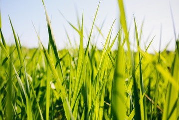 Tall green grass in the field. Summer spring meadow landscape on a sunny day. Nature eco friendly photo. Wallpaper with the blue sky.