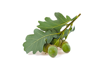 green acorns and oak leaves on white background © Bohdan