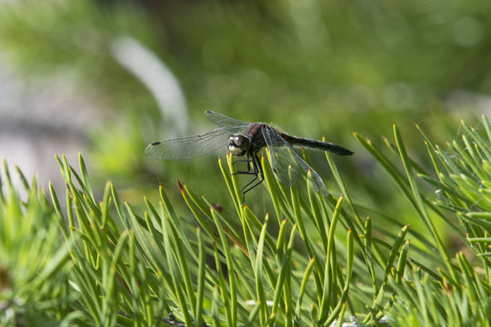 Dragonfly and Pine Needles