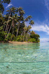 Remote Beach and Palm Trees in Tropical Pacific Ocean