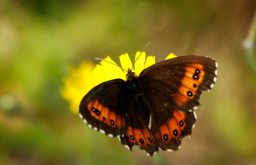 Arran Brown butterfly
