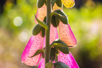 Pink Bell Shaped Flowers Detail on Blurred Bokeh Background