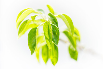 Pear Tree Leaves on Branch Isolated on Light Background
