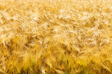 Ripe Wheat Field - Golden Plants