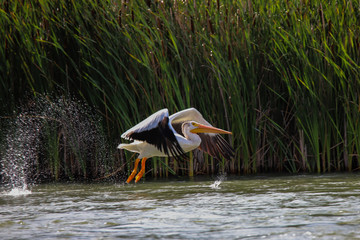 Pelican On Takoff
