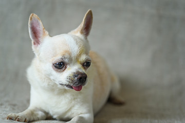 portrait of a chihuahua on a gray background