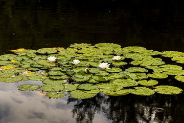 Forest lake with water lilies under rain.