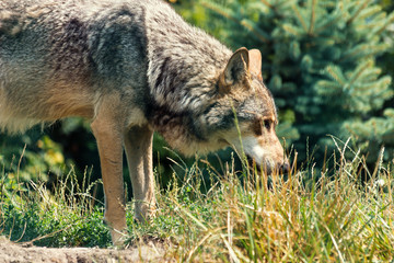 Naklejka na ściany i meble Wolf - Carnivore Animal in Wild Nature
