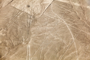 Nazca lines, the condor