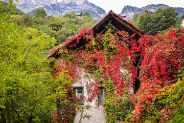 Virginia Creeper in autumn, Parthenocissus quinquefolia, covering old house in South Tyrol, Italy