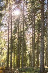 Sun rays in the pine forest