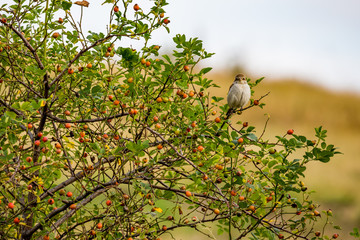 Eurasian tree sparrow, Passer Montanus, sits on rose hip bush with blurred background, red and orange fruits. Bird looking at the camera, warm summer evening near Bistritza village, Sofia, Bulgaria