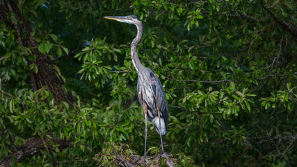 Great Blue Heron Desktop