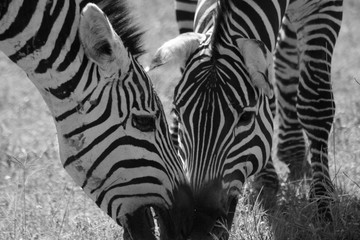 Fototapeta na wymiar Zebra Stallions face-off