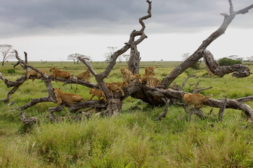 Fototapeta premium Pride of lions on tree