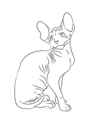cat lines, vector