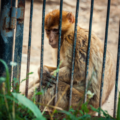 Young Macaca Macaque Monkey Behind Bars