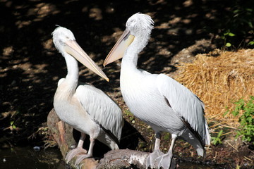 Zwei Pelikane (Krauskopfpelikane)