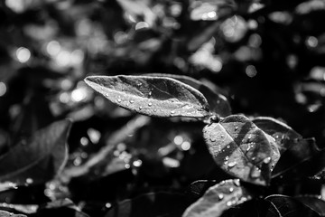 drops on the leaf at rainy day