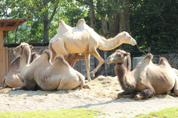 Drei Kamele in einer Koppel