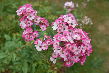 Petites roses au jardin