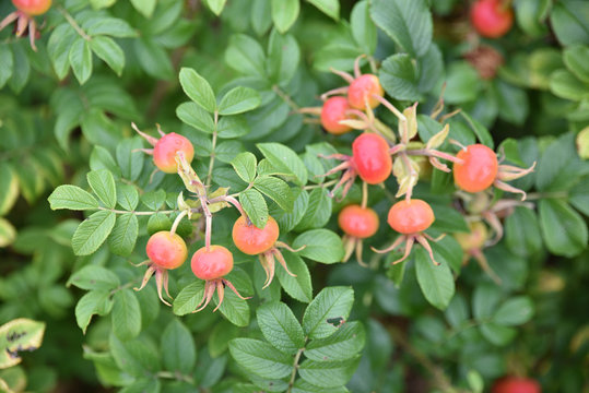 Fruits sdu rosier en &eacute;t&eacute;