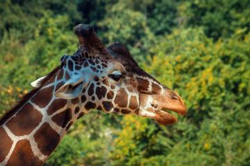 Giraffe Head with Forest on Background