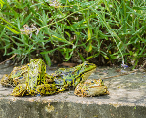 Froschquartett