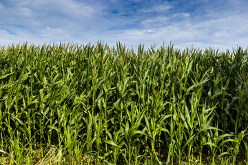 Green field with corn. Blue cloudy sky.