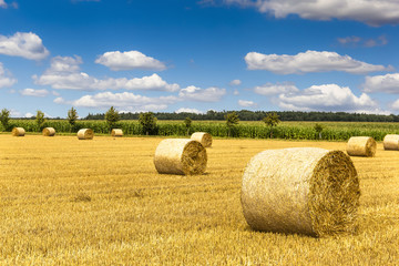 Fototapeta premium Rural nature in the farm land. Agriculture field with sky.