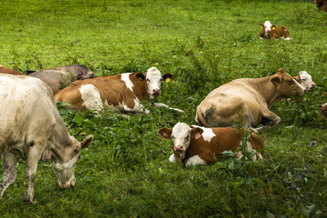Naklejka na ściany i meble Herd of cows grazing at summer green field