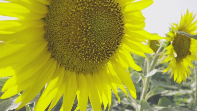 Insecto volando en un campo de girasoles.