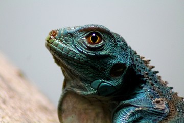 Iguana iguana bleu