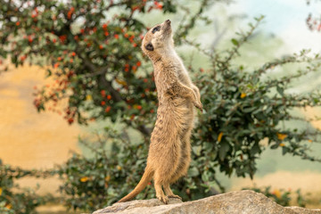 Meerkat standing guard on stone with green bush on background. Sentry suricate watching for predators.