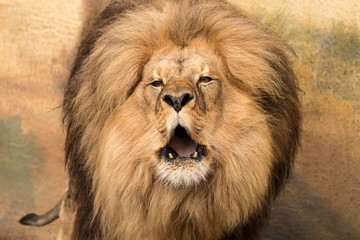 Fototapeta na wymiar Portrait of male lion (Panthera leo) with half-open mouth and naked lower fangs