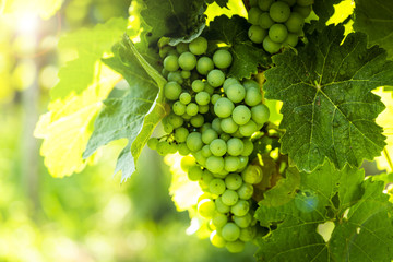 Grapes in vineyard in the Wachau, Austria. Europe