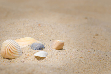 shells in the hands of child