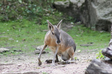 Hockende Pampashase in einem Zoo