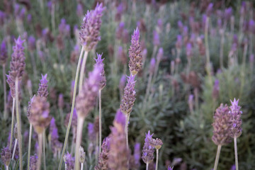 Lavandas de Cunha
