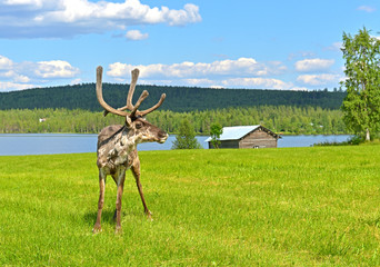 Naklejka premium Young deer (male) in green glade. Summer landscape. Finnish Lapland