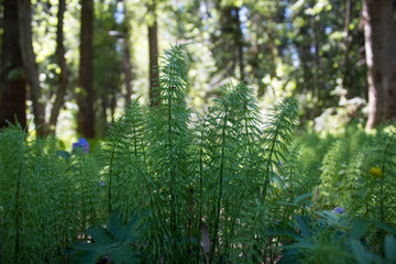  Small Christmas trees