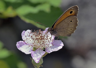 Meadow Brown - Maniola jurtina, Greece
