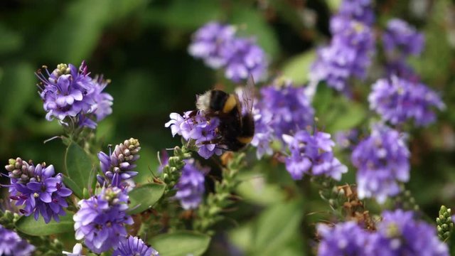 A slowmotion wide shot of a Bee moving from flower to flower pollinating on a purple Hebe in the summer.