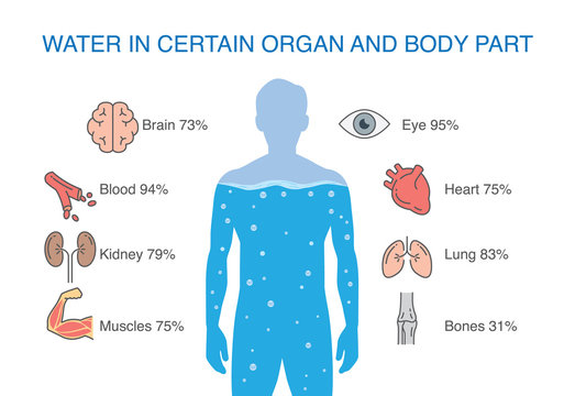 Water in certain organ and body part of human. Illustration about medical.