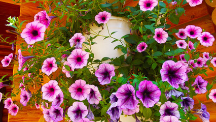 Beautiful Petunia in a cache pot on the wall.