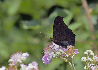 European Peacock - Inachis io, Greece 