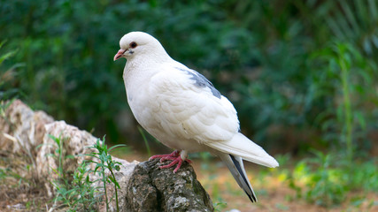 Pigeon Close up
