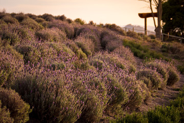 Serra das Lavandas de Cunha
